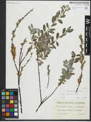 Foto von Salix repens subsp. repens L.